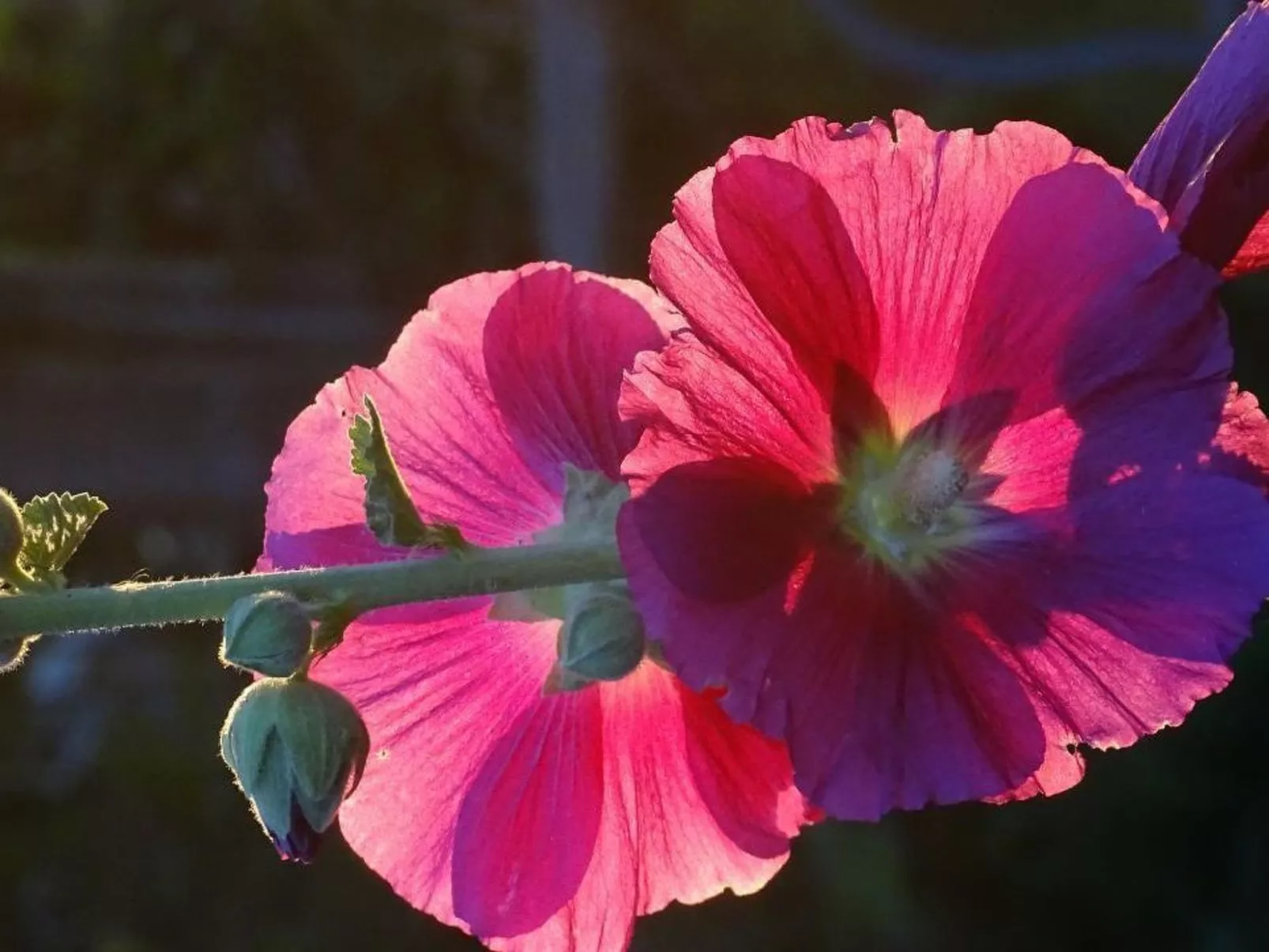 Chalet Aebnit-Outside