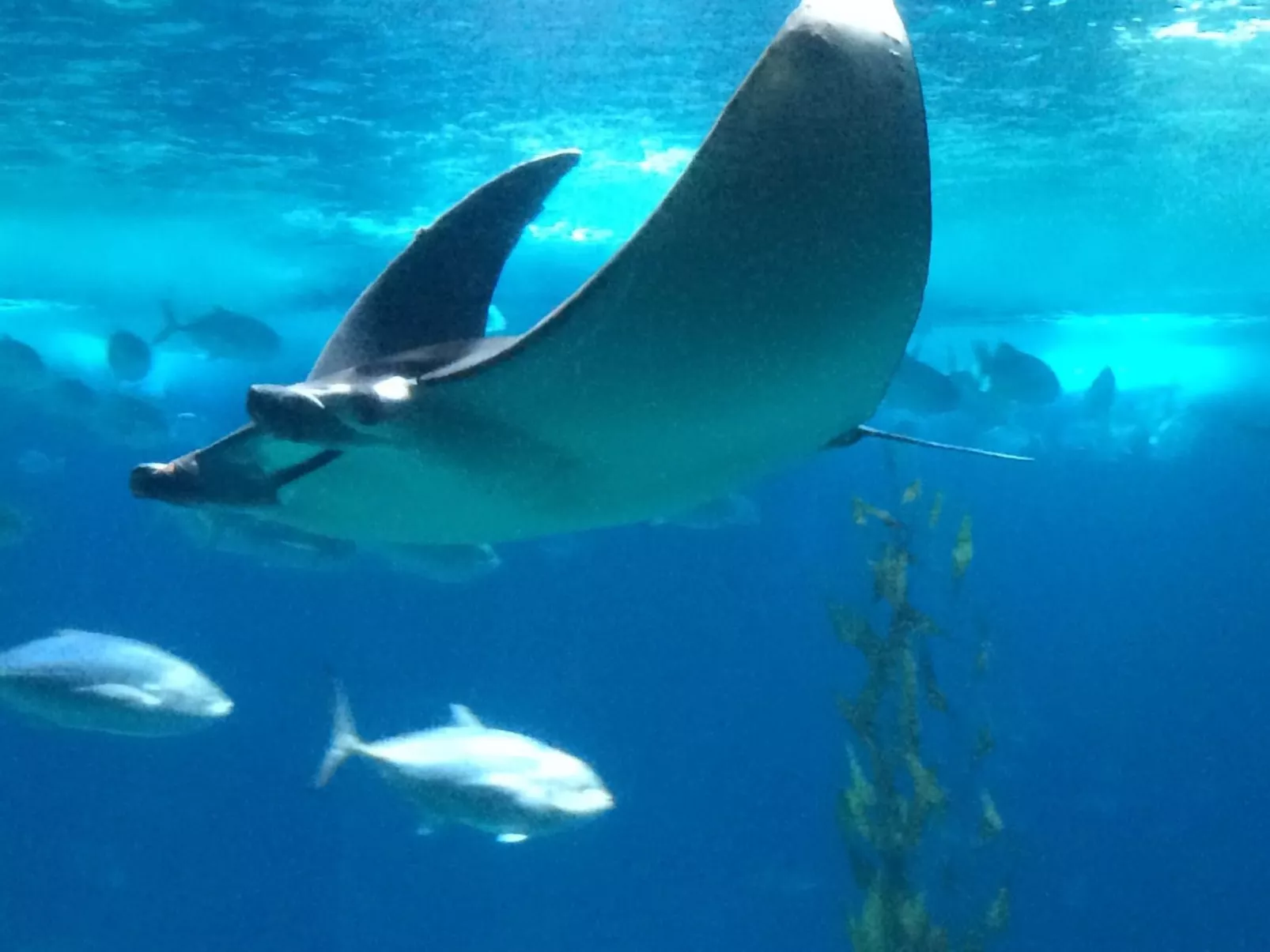 In Sesimbra mit Grill, Terrasse und Garten-Image-tags.info