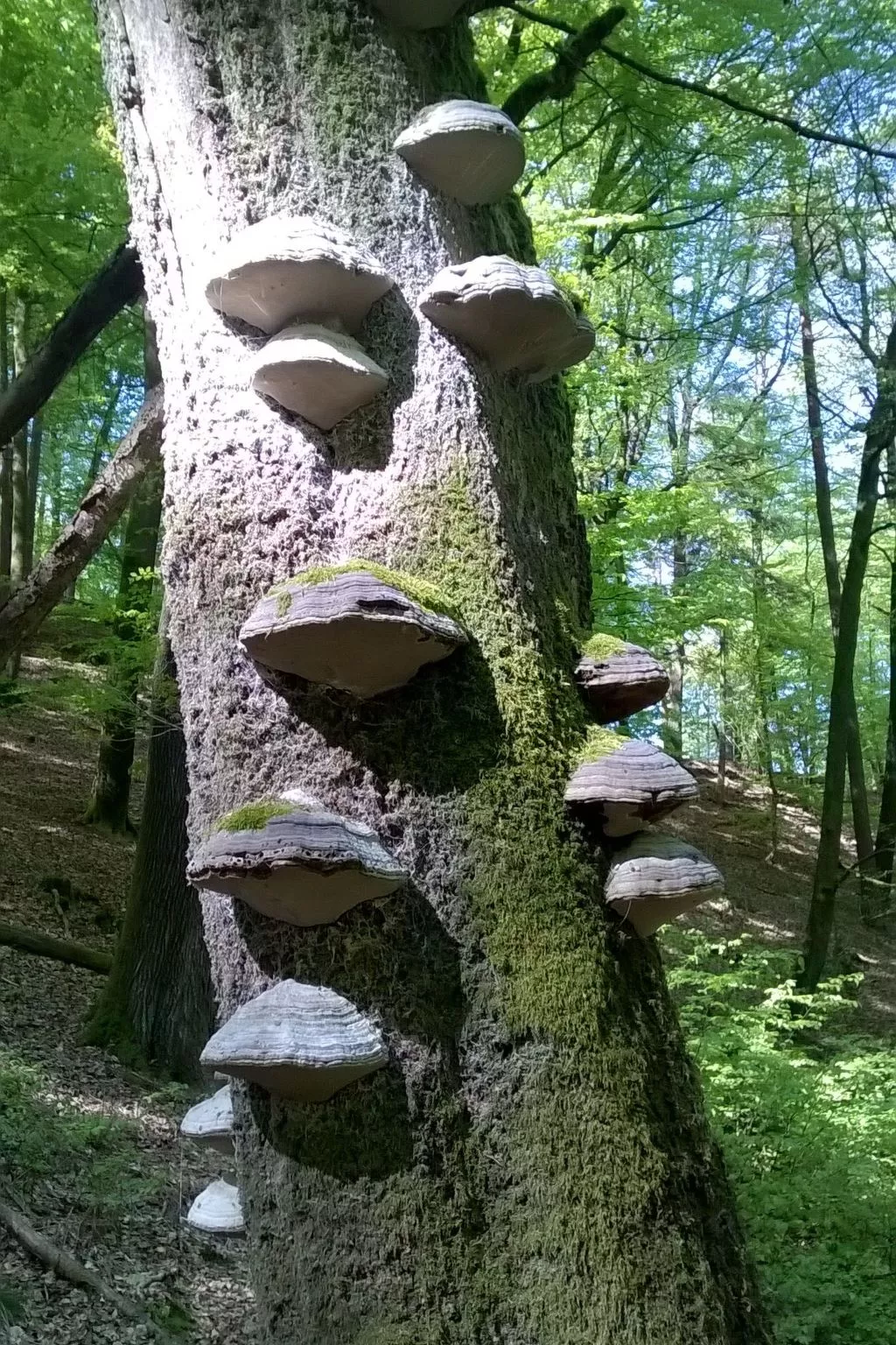 Wohnung du Coucou in Lichtenberg-Drinnen