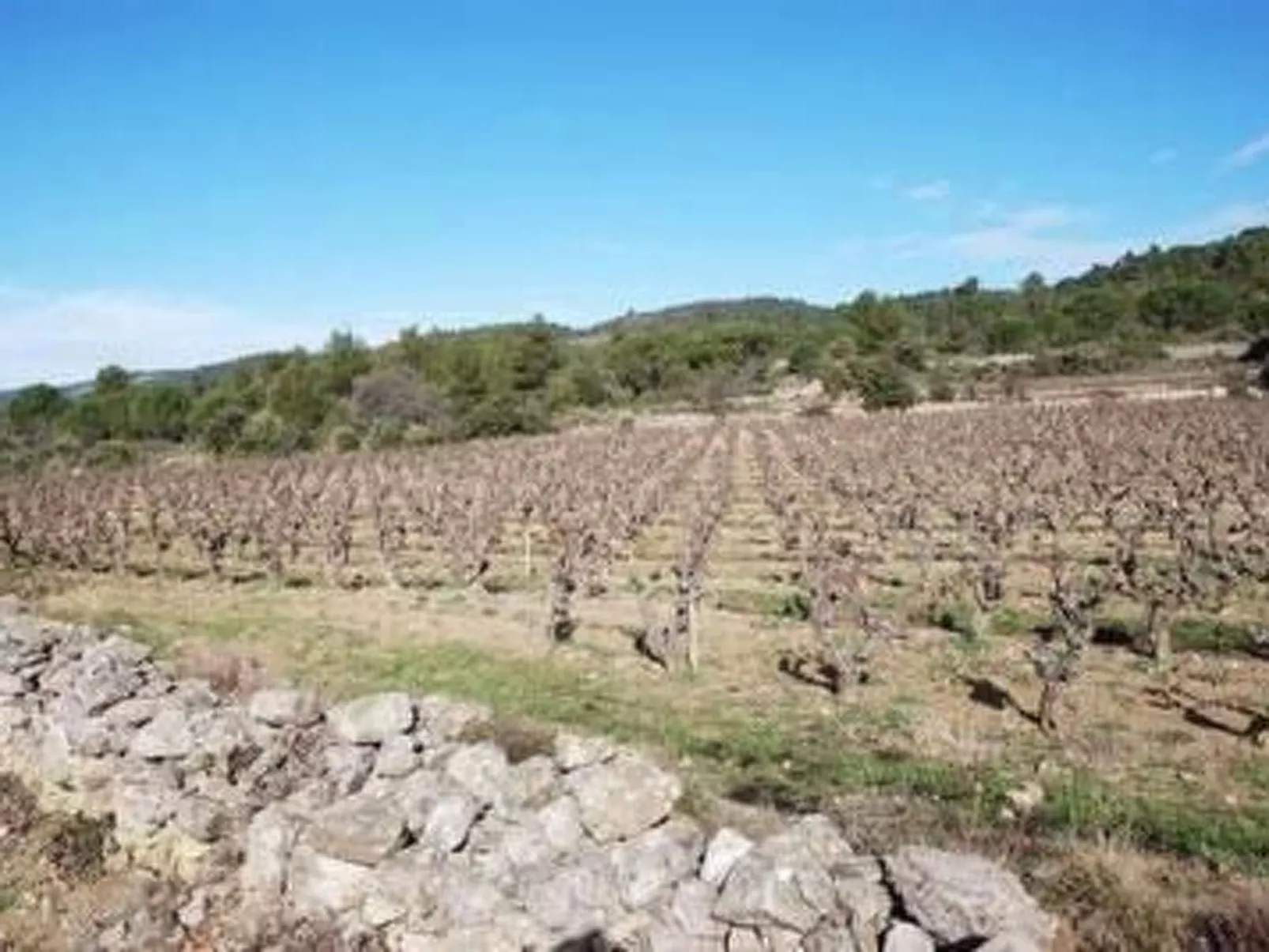 Die kleine Zikade-Dedans