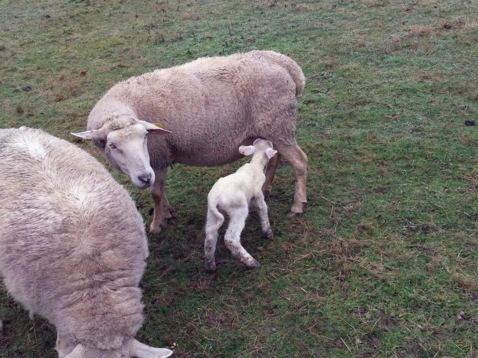 Swimmingpool, ruhig auf dem Land für zwei-Drinnen