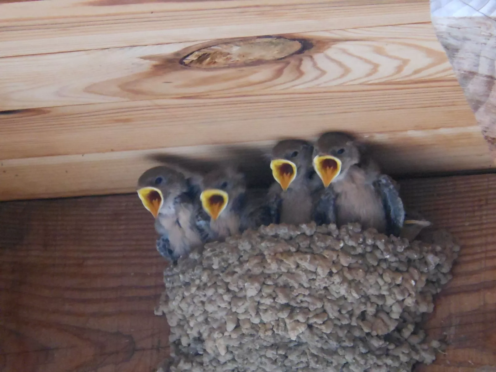 "Les Glycines"-Inside