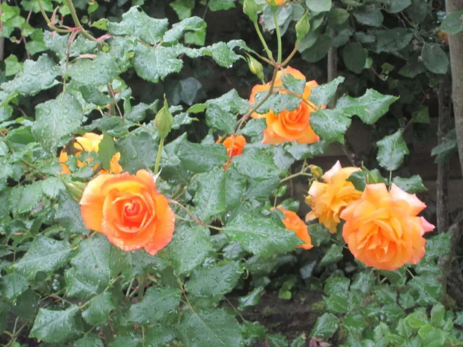 Landhaus am See-Drinnen