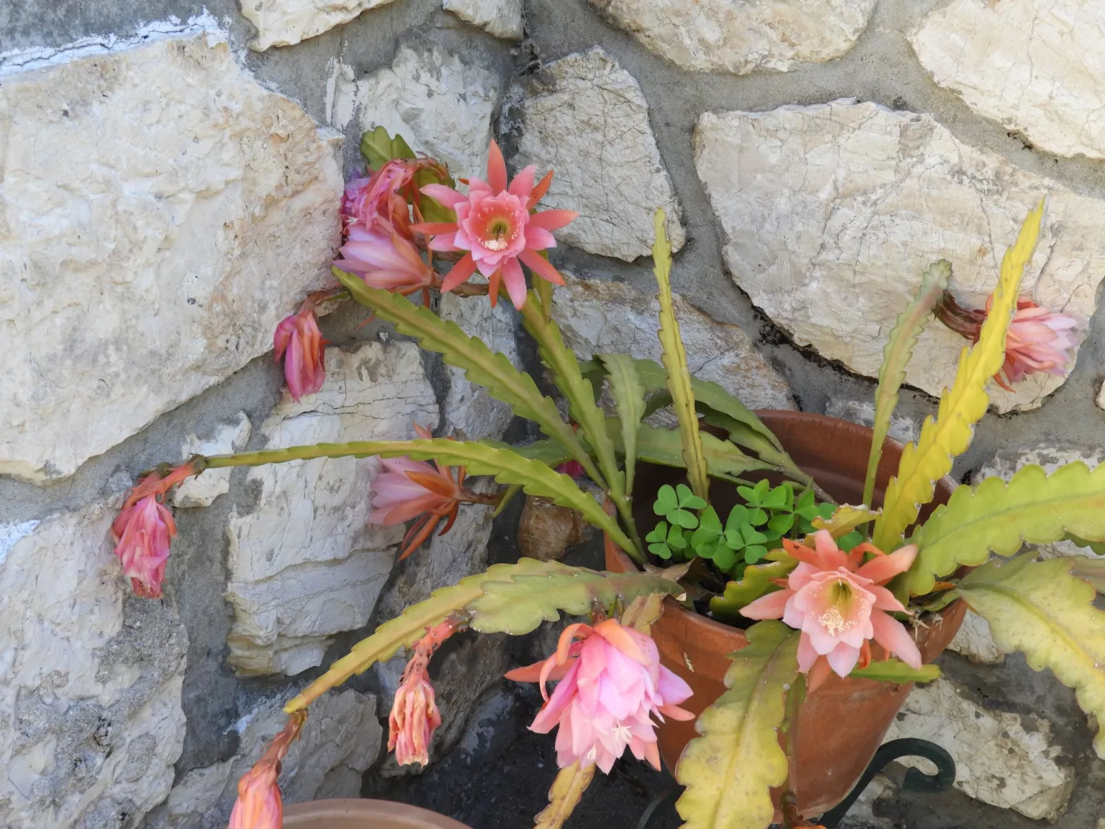 Wohnung "Les roses" auf einem eingemauerten Grundstück-Outside
