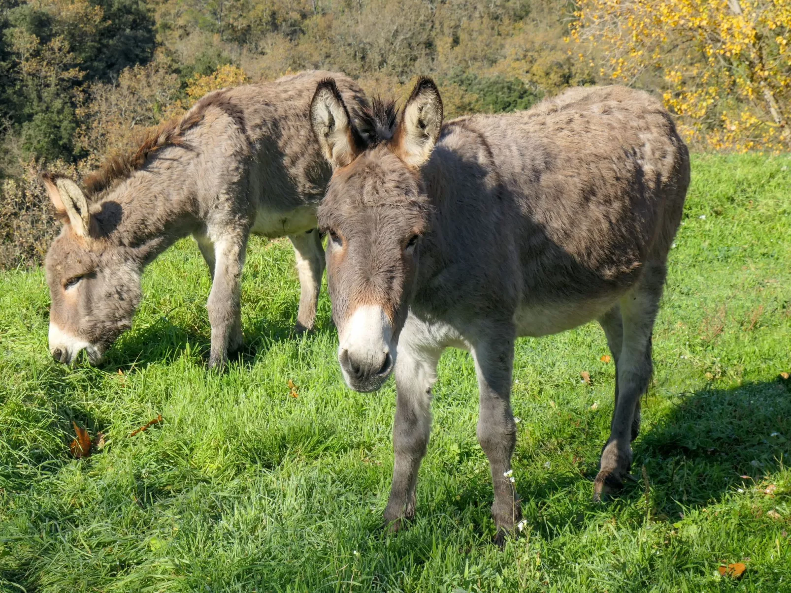 Wohnung in charmantem Haus auf Domäne-Draußen