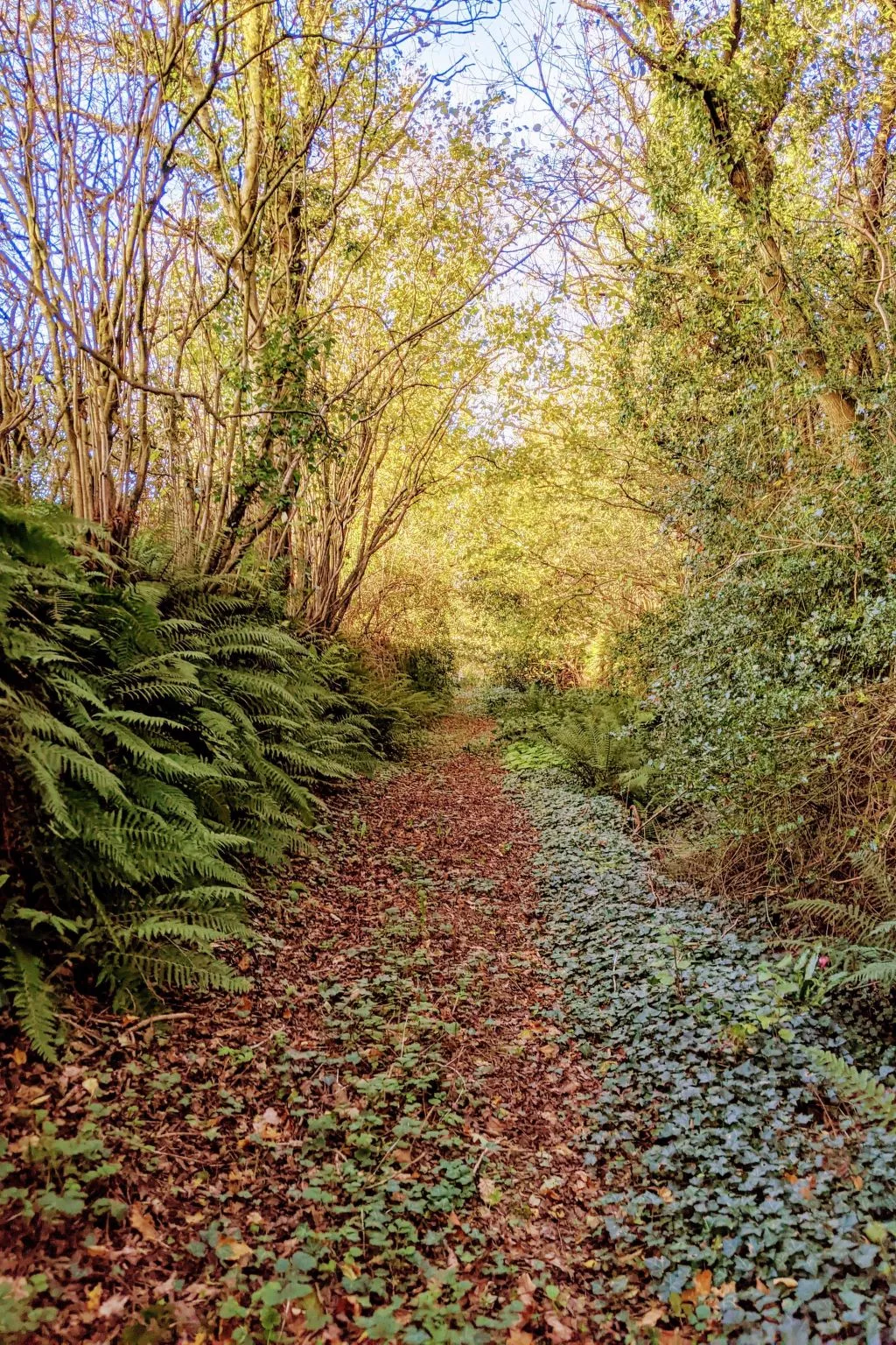 Estate "Le Pressoir" (Die Kelterei)-Dehors