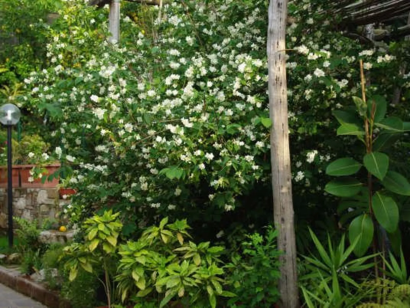 Rosa' Wohnung mit privatem Garten-Draußen