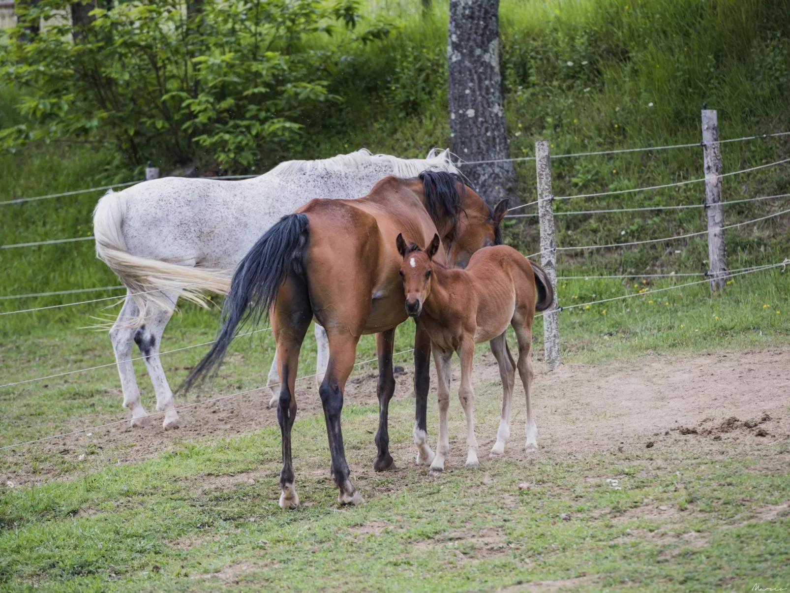 Wohnung 'Case Cioni-Scheune-Draußen