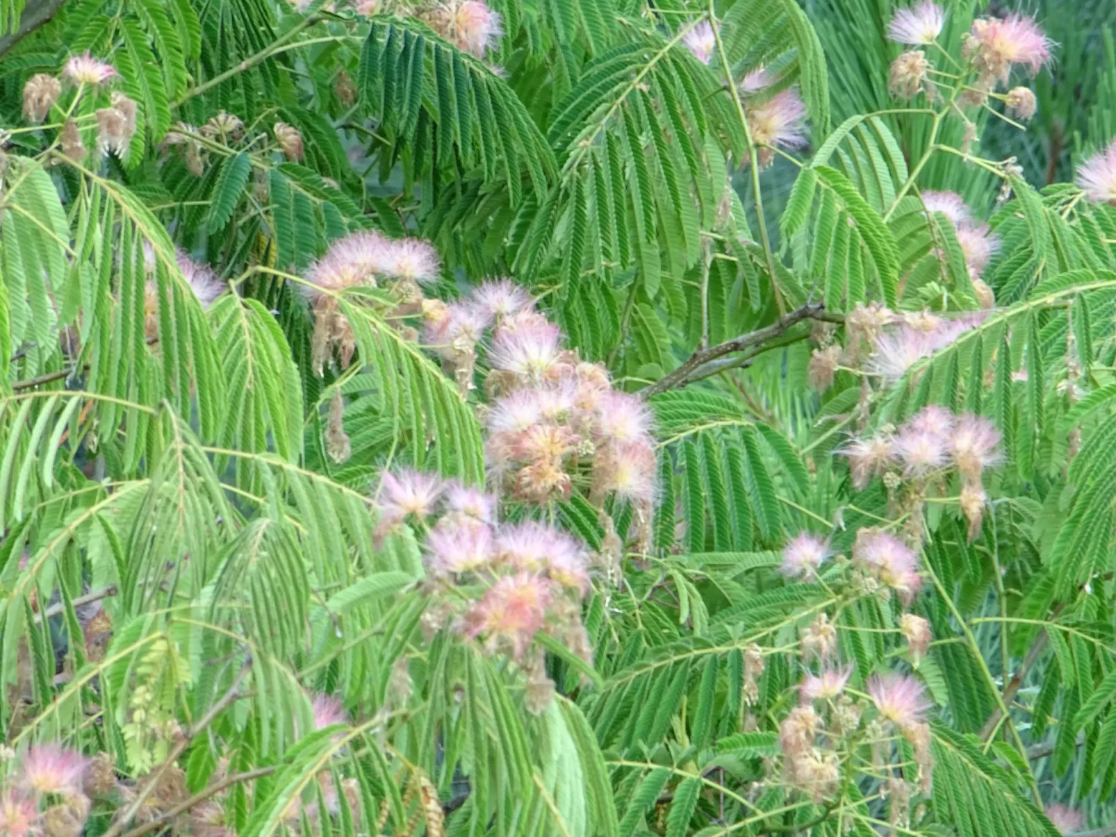 Klimatisiertes Ferienhaus mit Pool-Outside