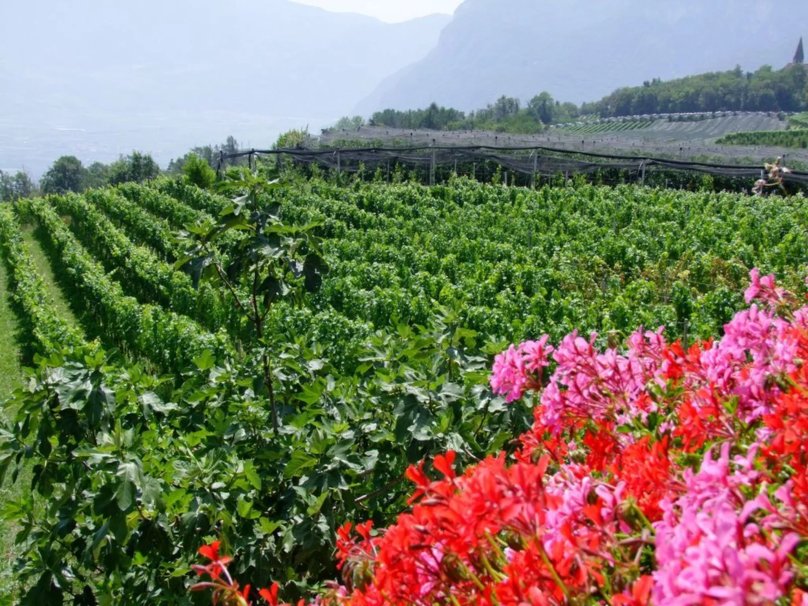 Apartment Merlot in Kurtatsch mit Panoramablick-Draußen
