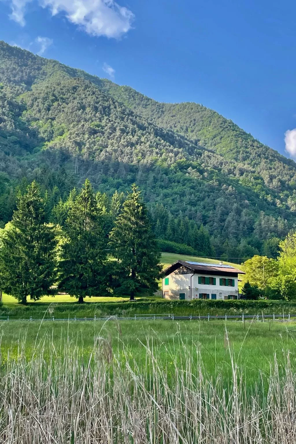 Gesegnet wie Frösche auf einem Seerosenblatt-Draußen