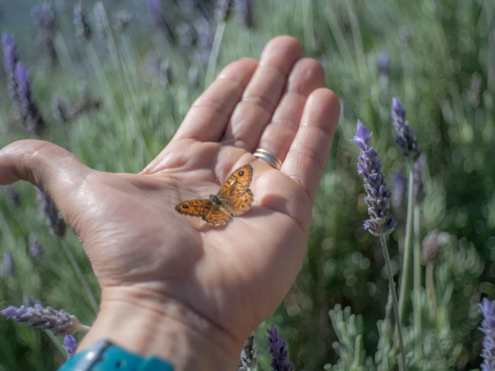 'Casa il Girasole'-Inside
