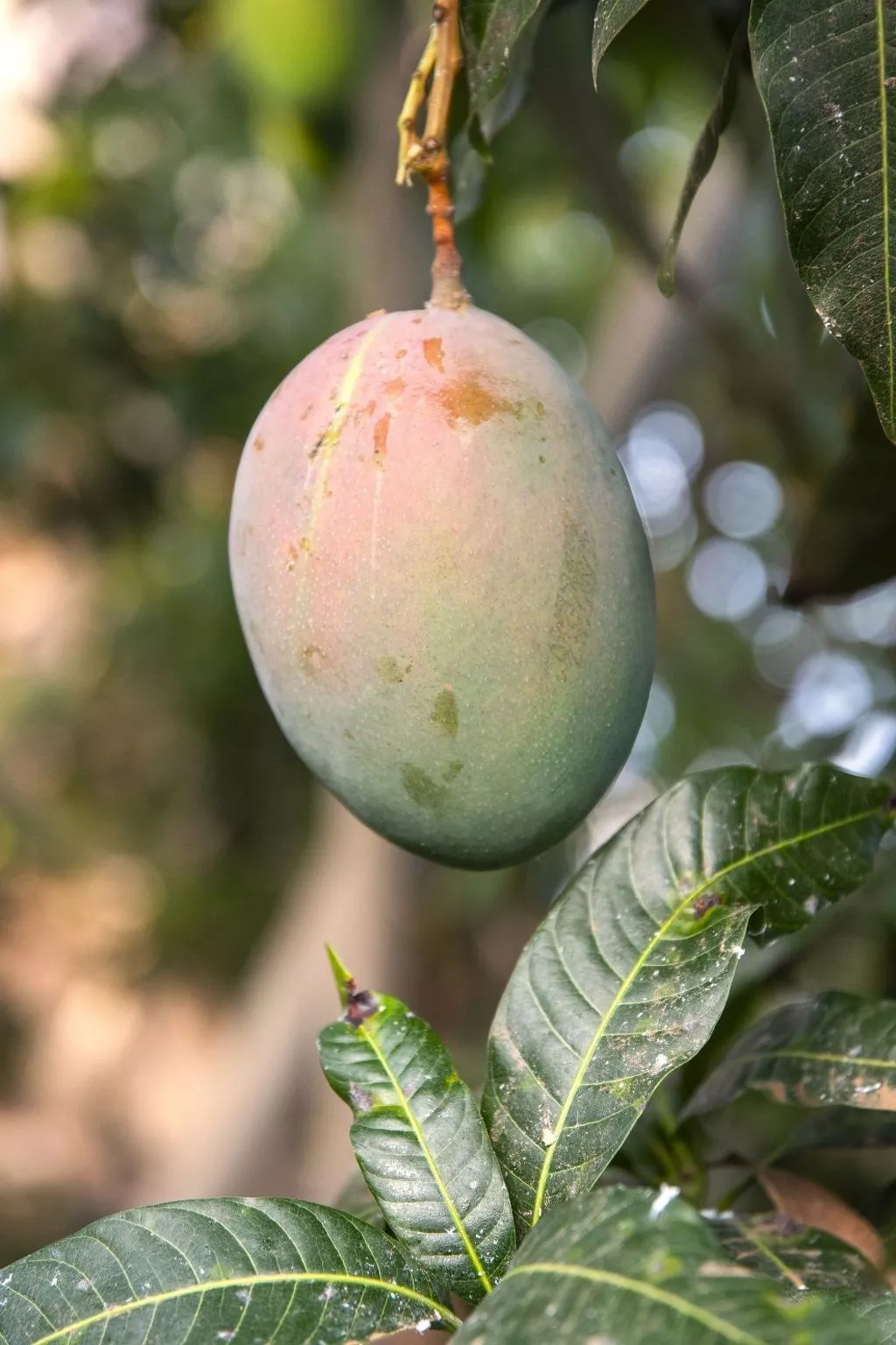 Finca Villa Clara 4-Outside