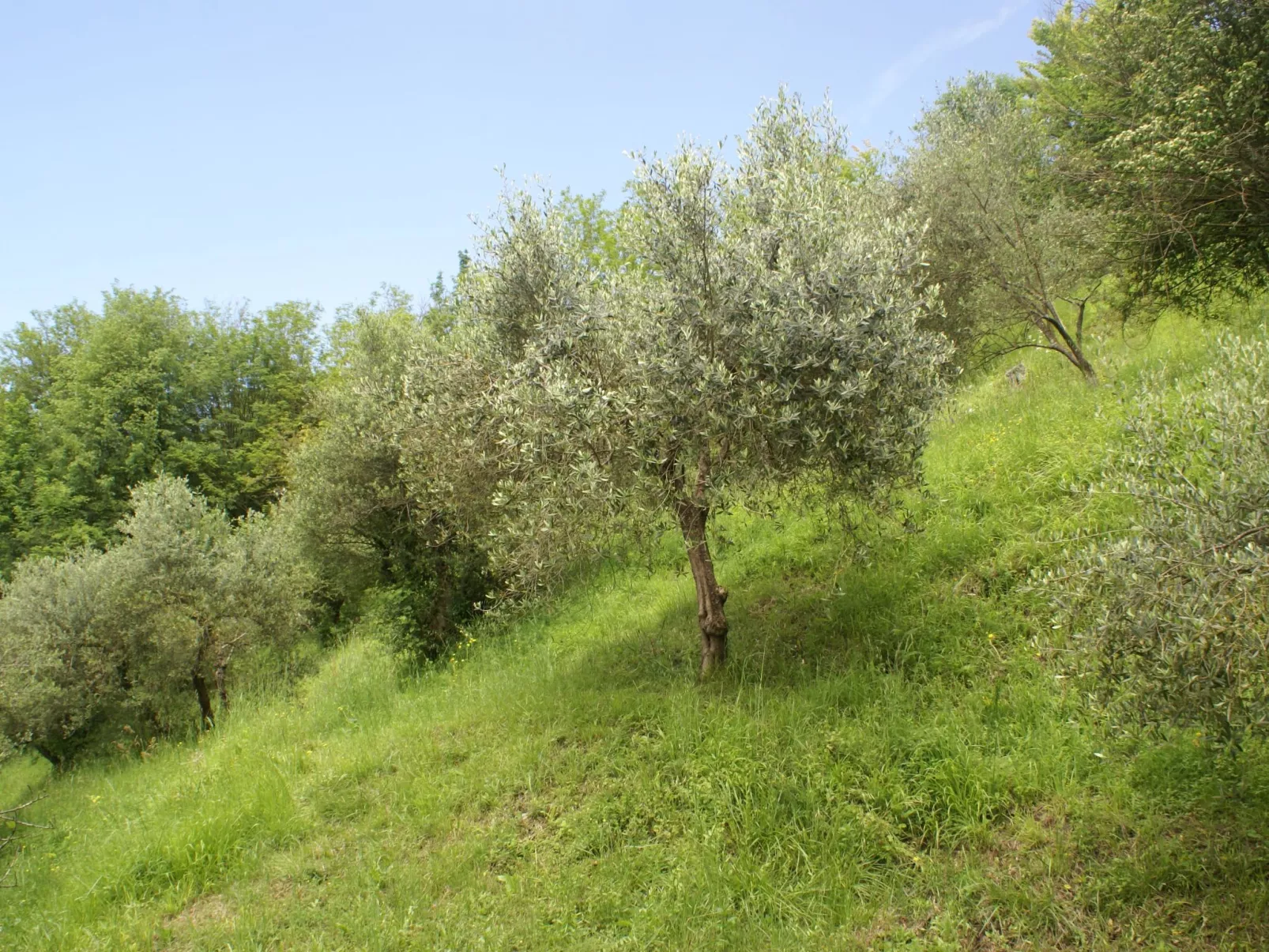 Toskanische Tradition-Inside