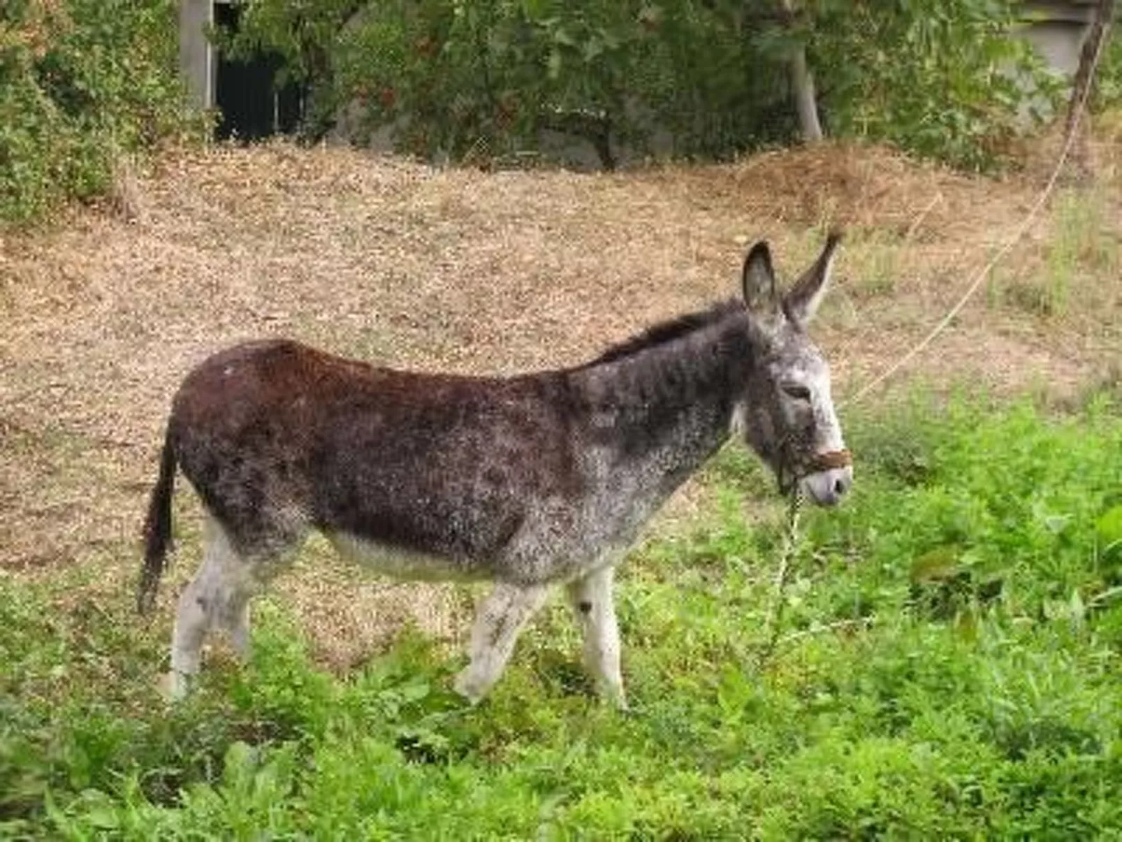 Ländliches Haus El Tenguerengue-Image-tags.info