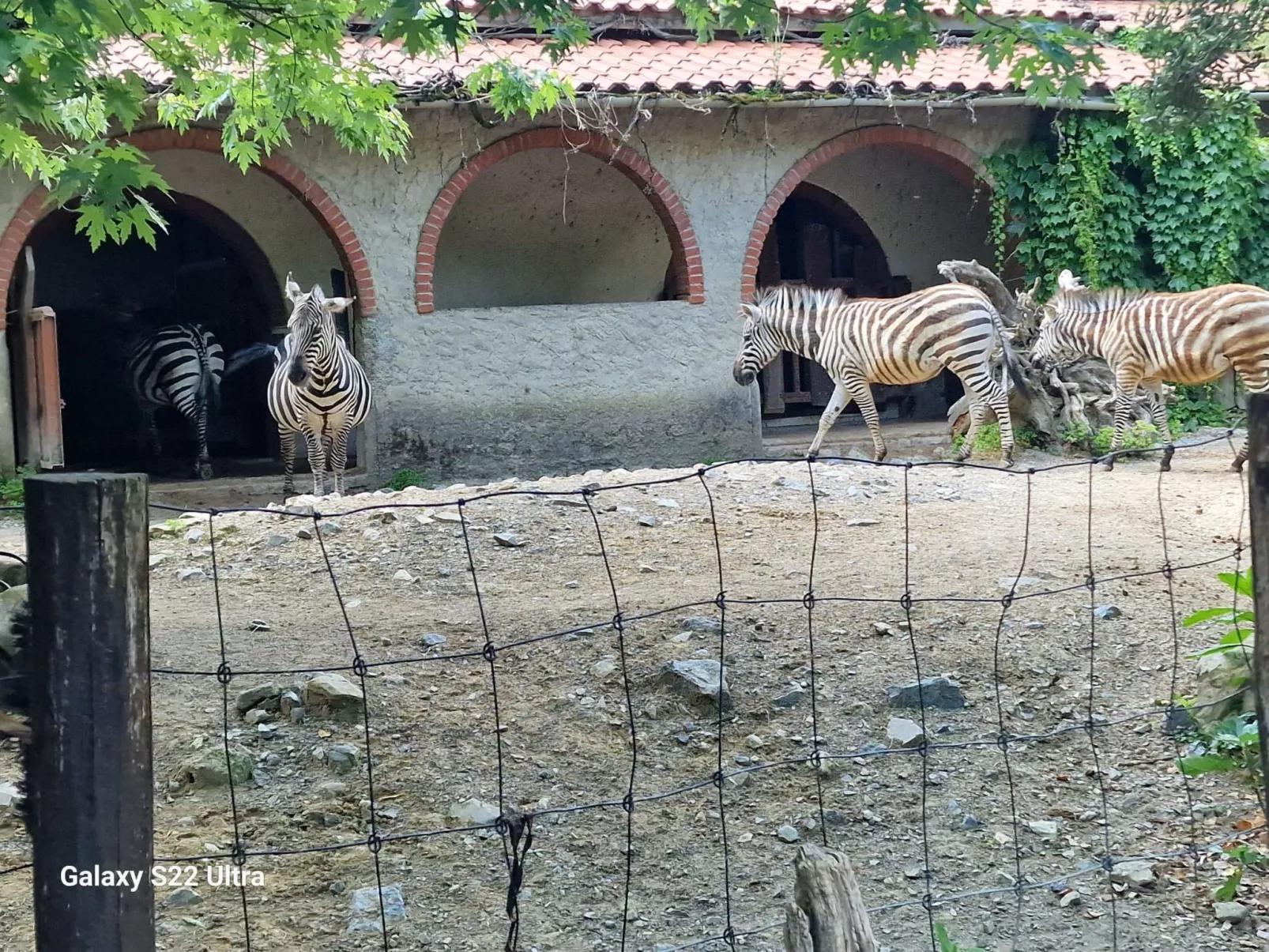 Rosa Selvatica by Holiday World-Draußen