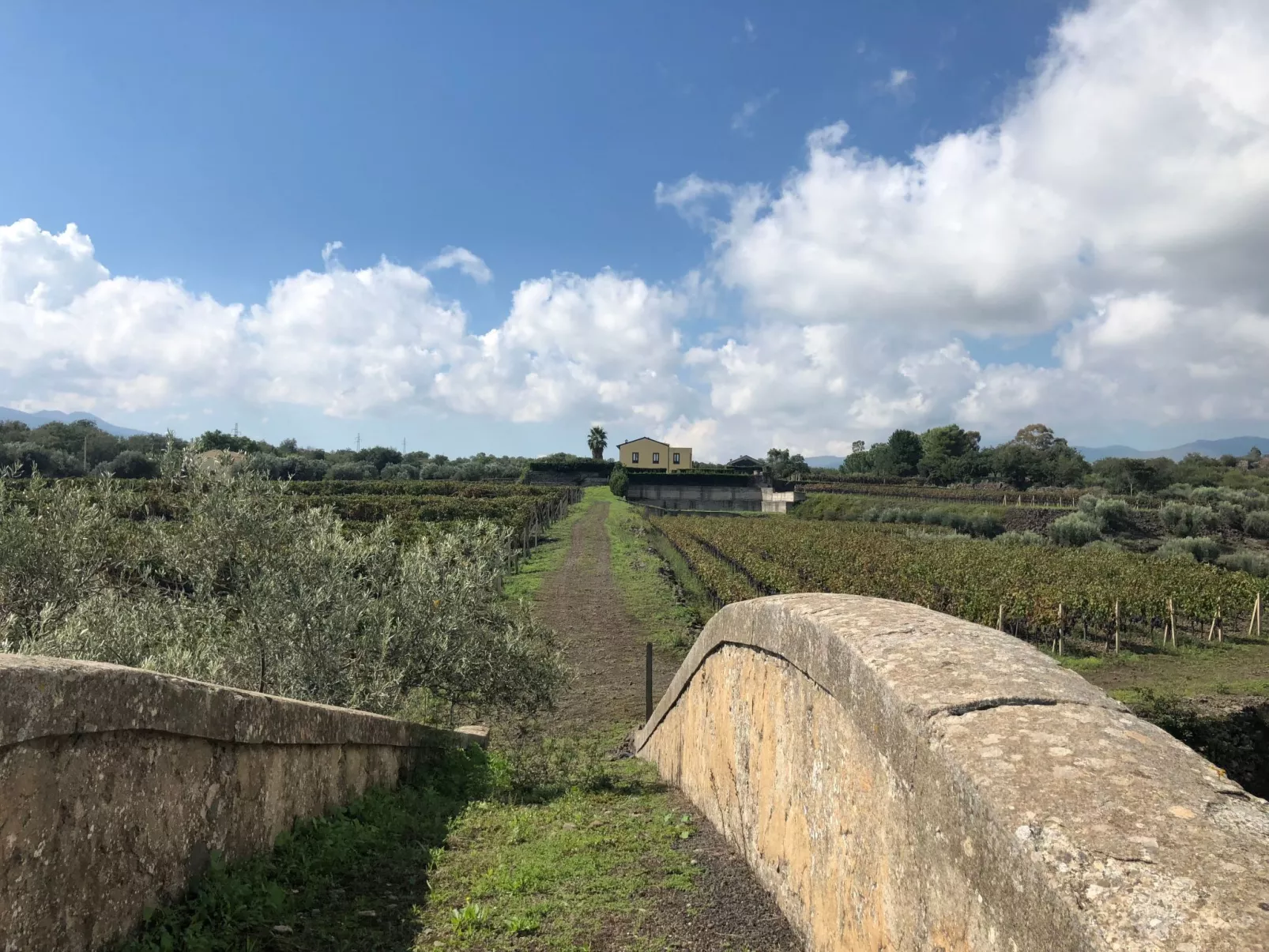 Villa Nocellara", umgeben von Weinbergen-Draußen