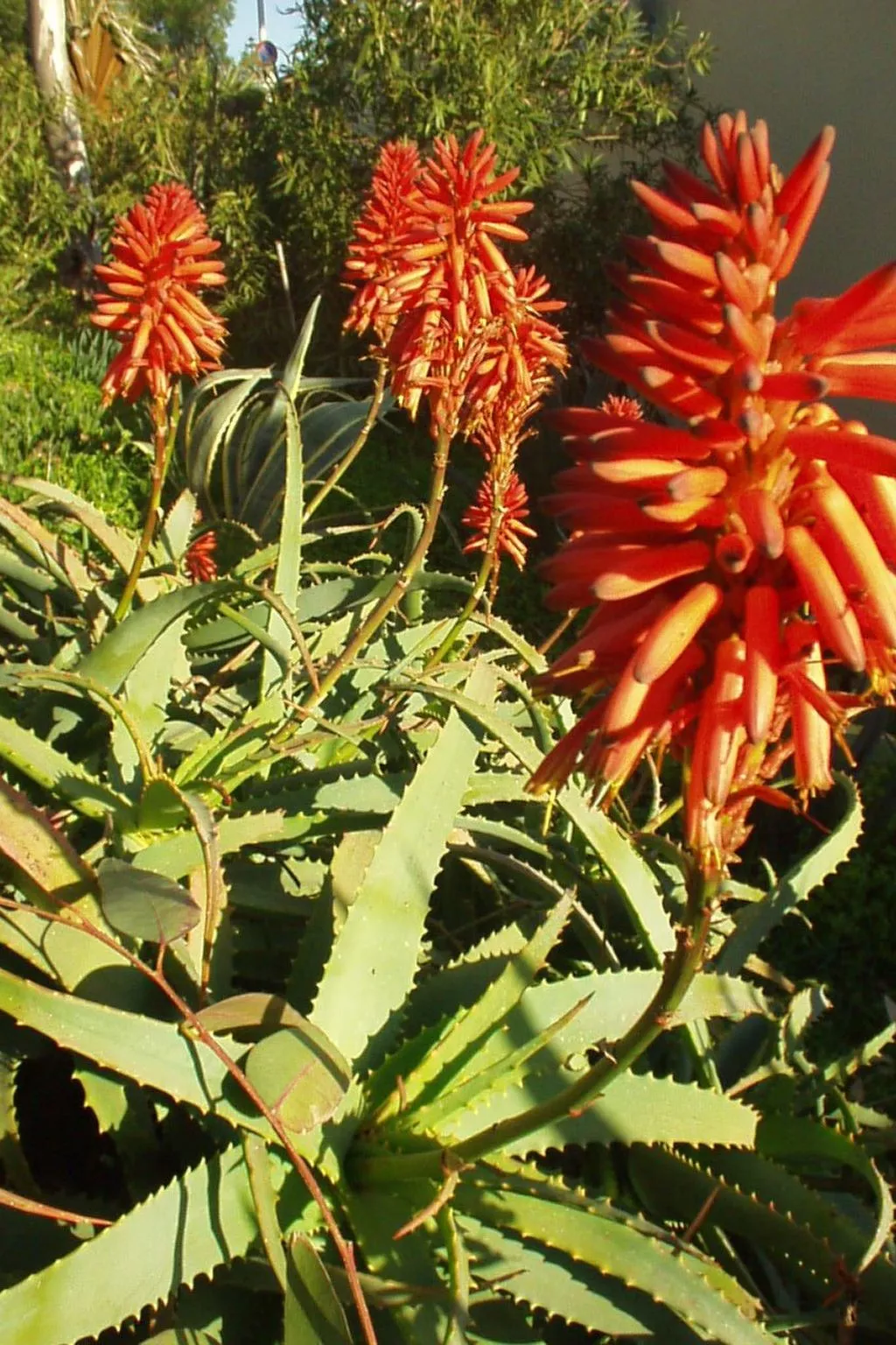 Schöner zentraler Bungalow direkt am Sandstrand auf Sizilien-Dedans