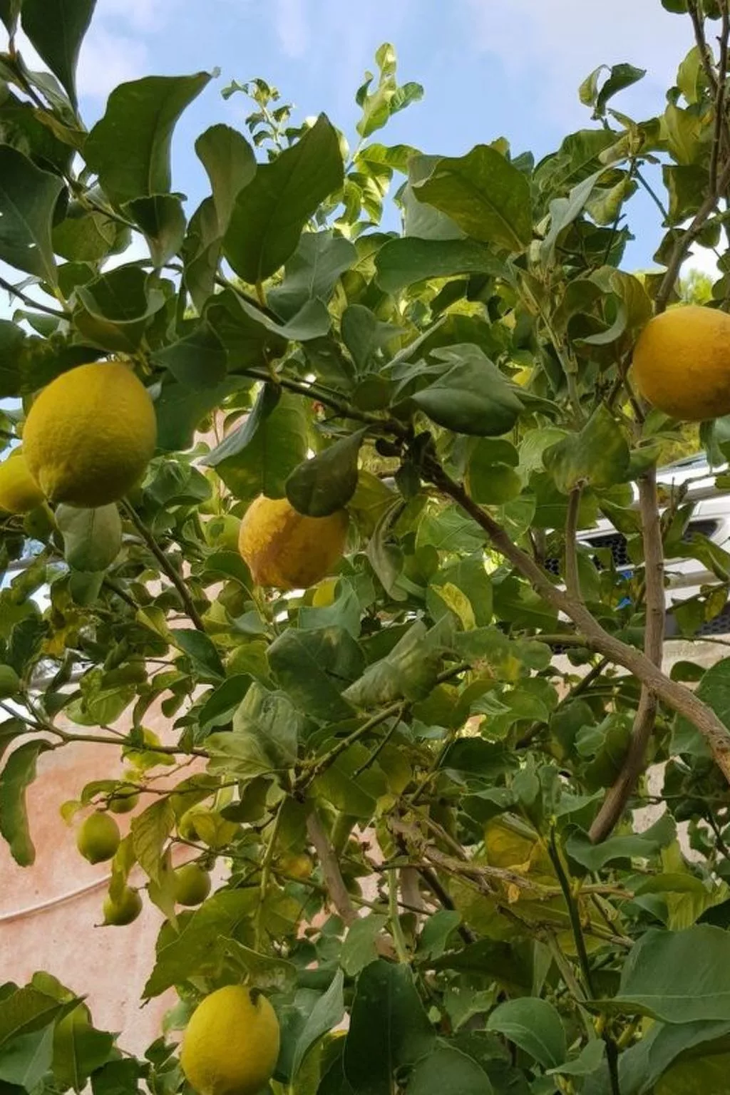 Su Niu Crobu unten-Image-tags.info