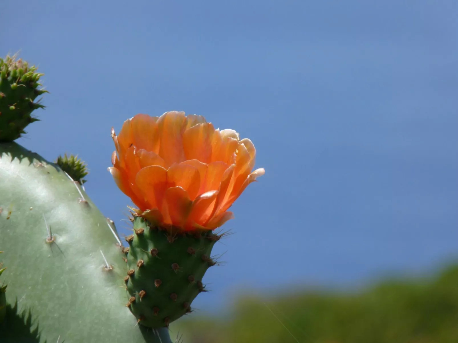 Ruhige Finca Topo del Drago mit Meerblick-Inside