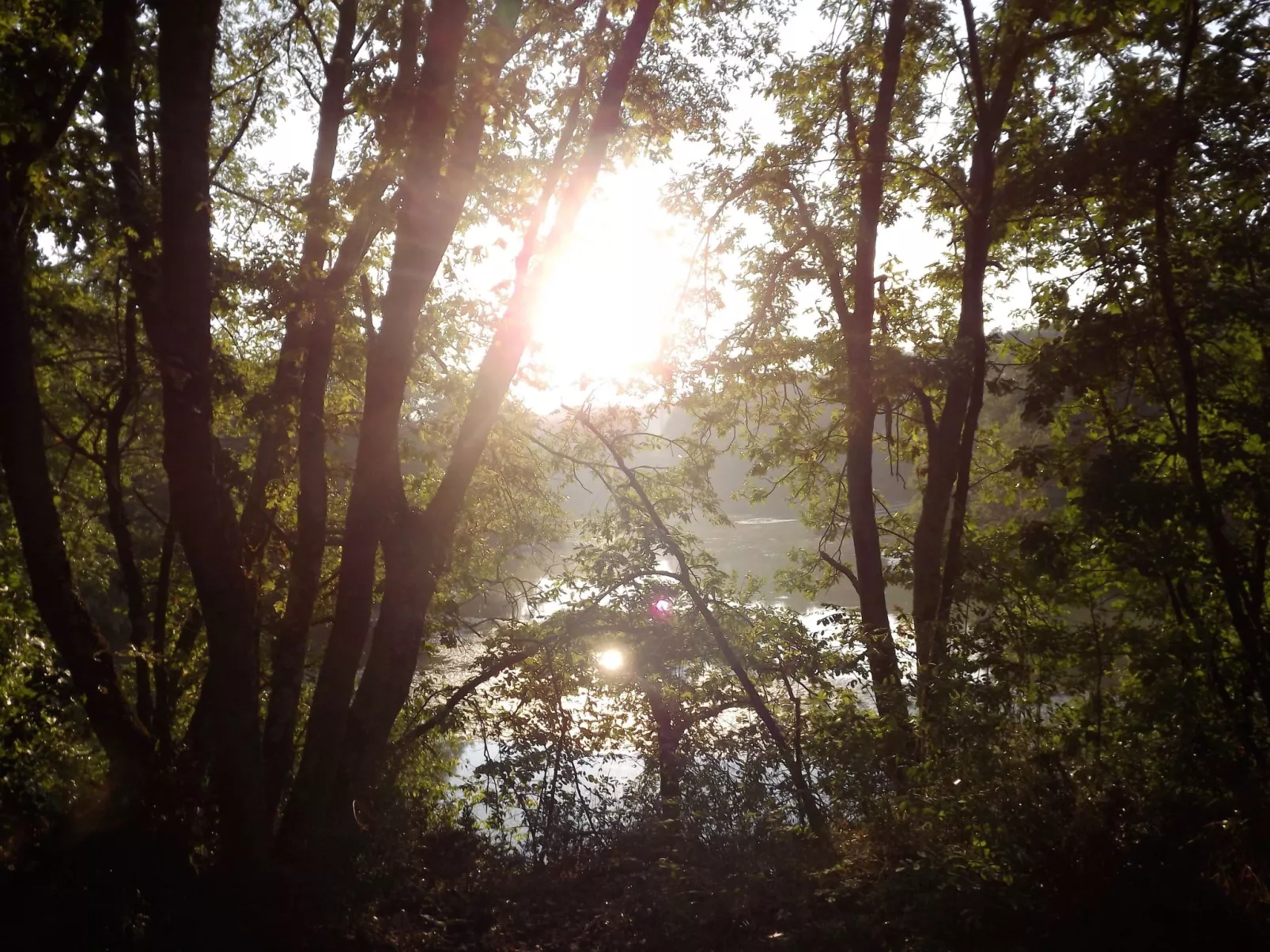 Flache Linde-Draußen
