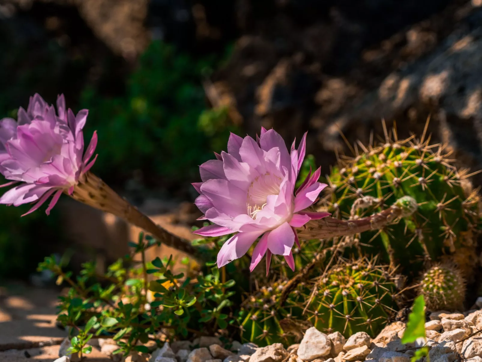 Villa delle Pomelie-Inside