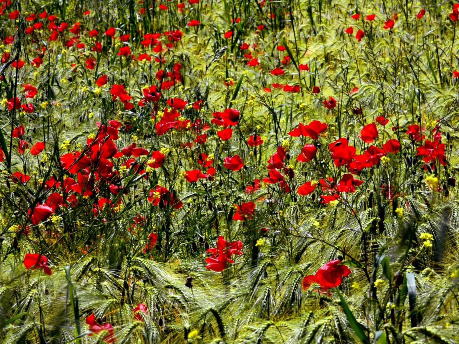 Apartment Rosa Canina (Wilde Rose)-Outside