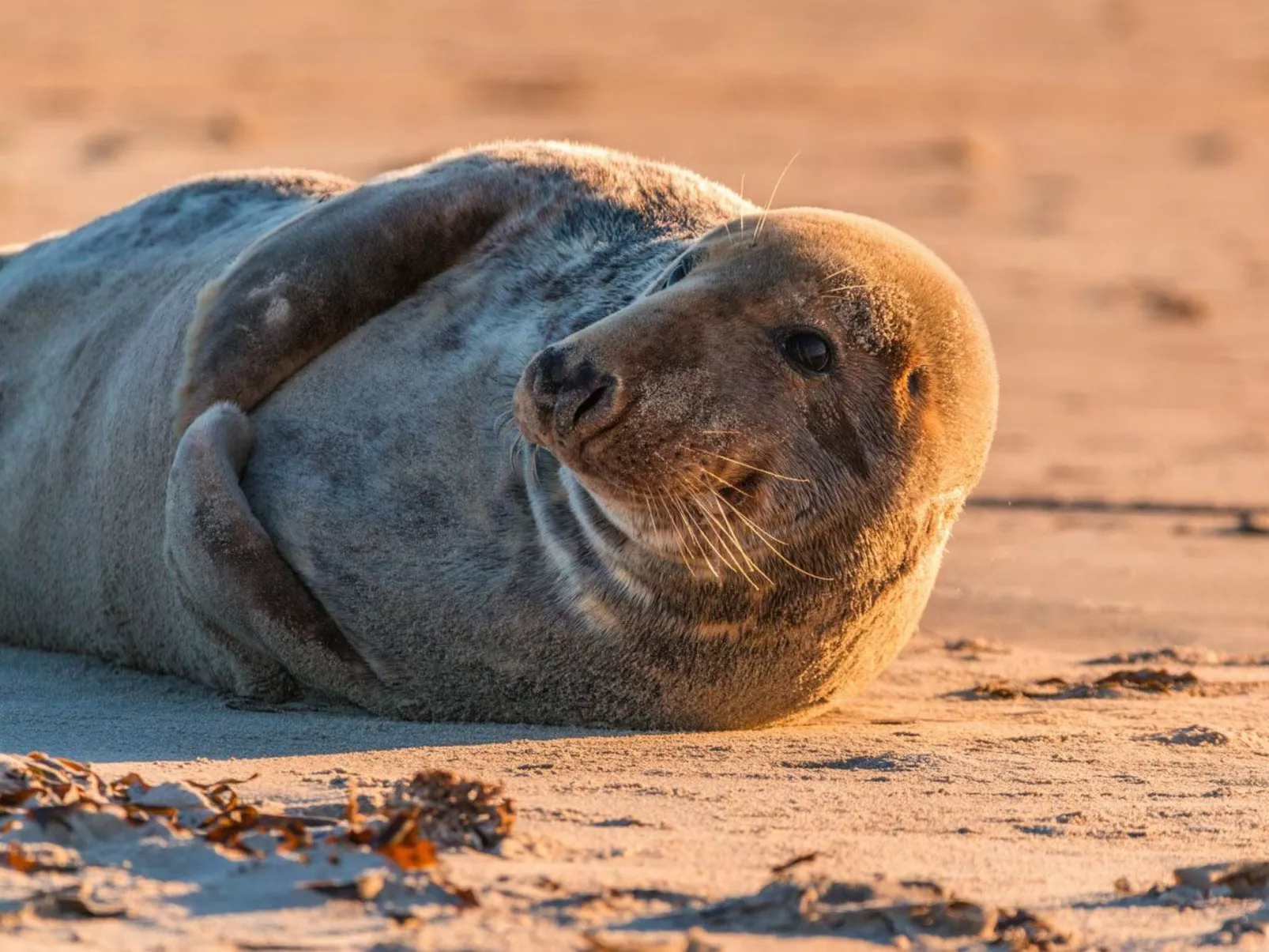 In Burhave mit Kleinem Garten-Image-tags.info
