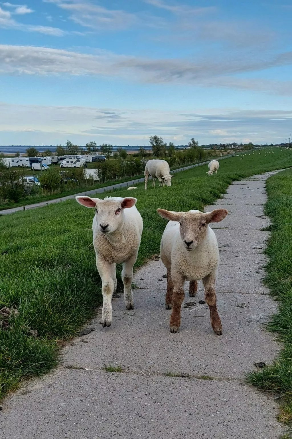 Kajüte in Fedderwardersiel-Dedans