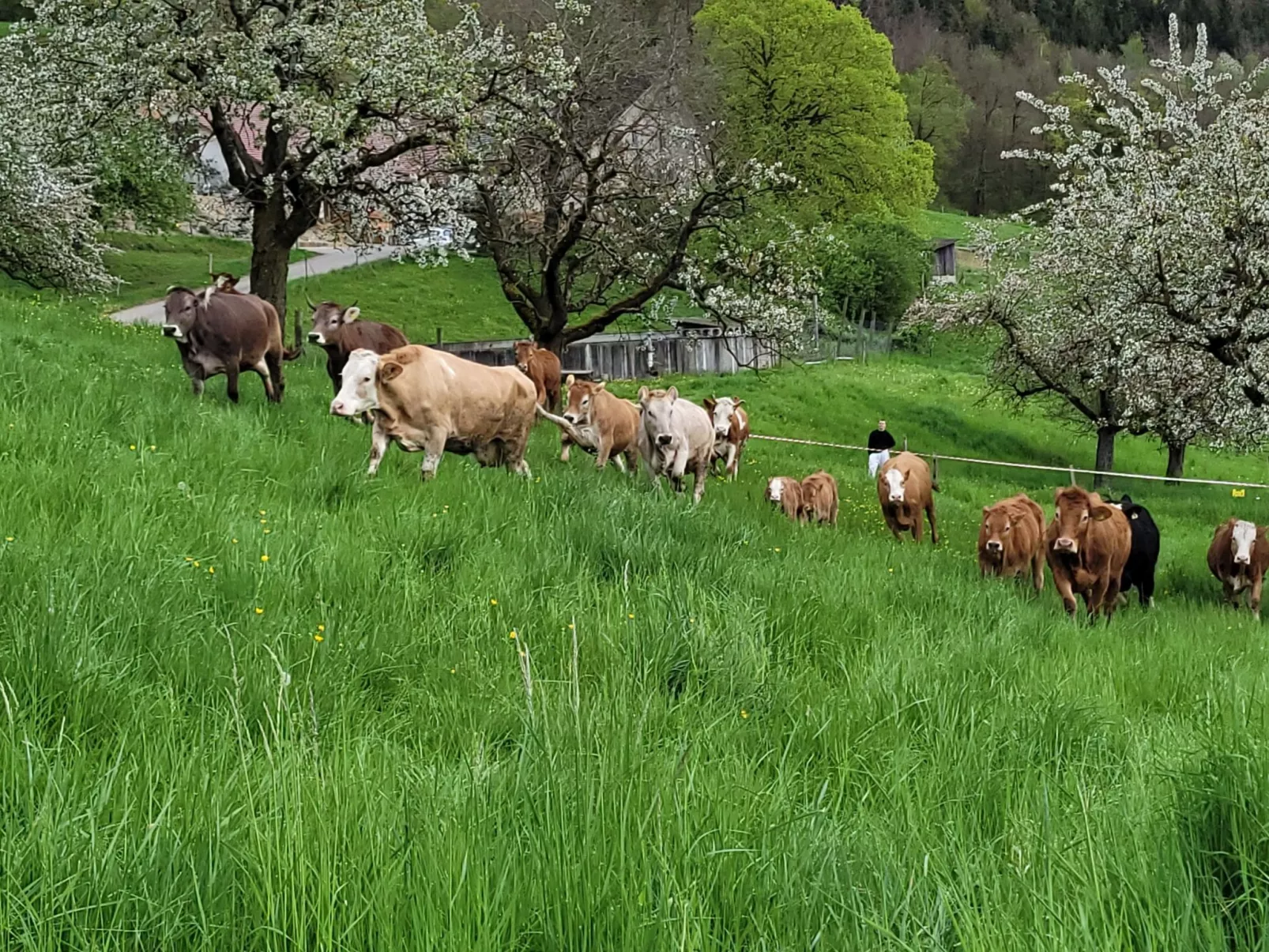 Chalet Staufenhof-Dedans