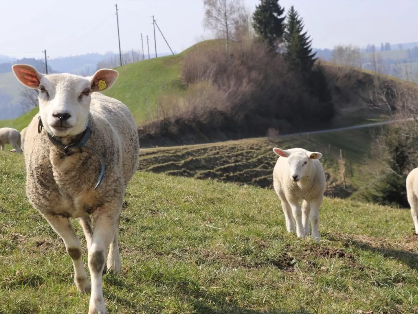 Ober-Tiefenbühl-Dehors