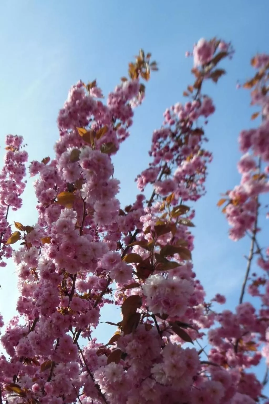 Mit Garten und Stellplatz-Dehors