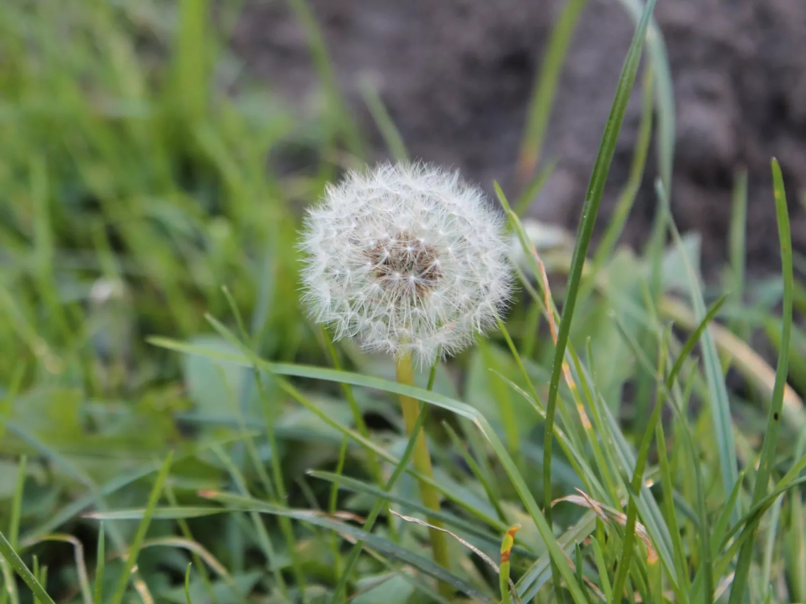 Bungalow Waldidyll-Inside