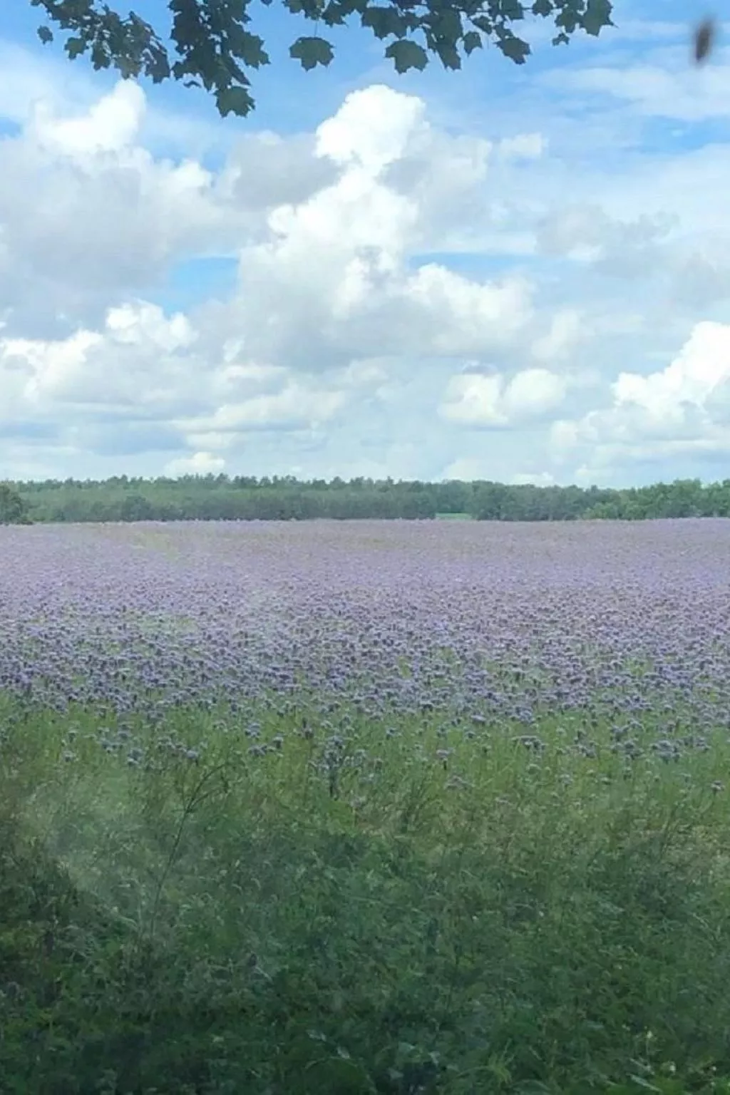 - Uns lütt Hüsung-Image-tags.info