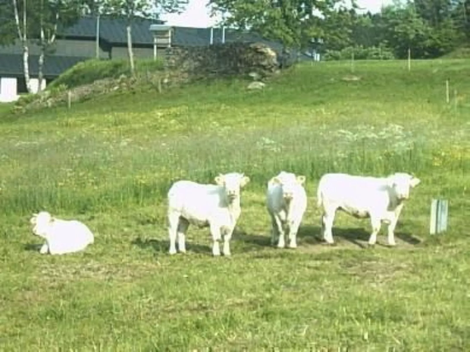 Appartement in Wittenschwand-Outside