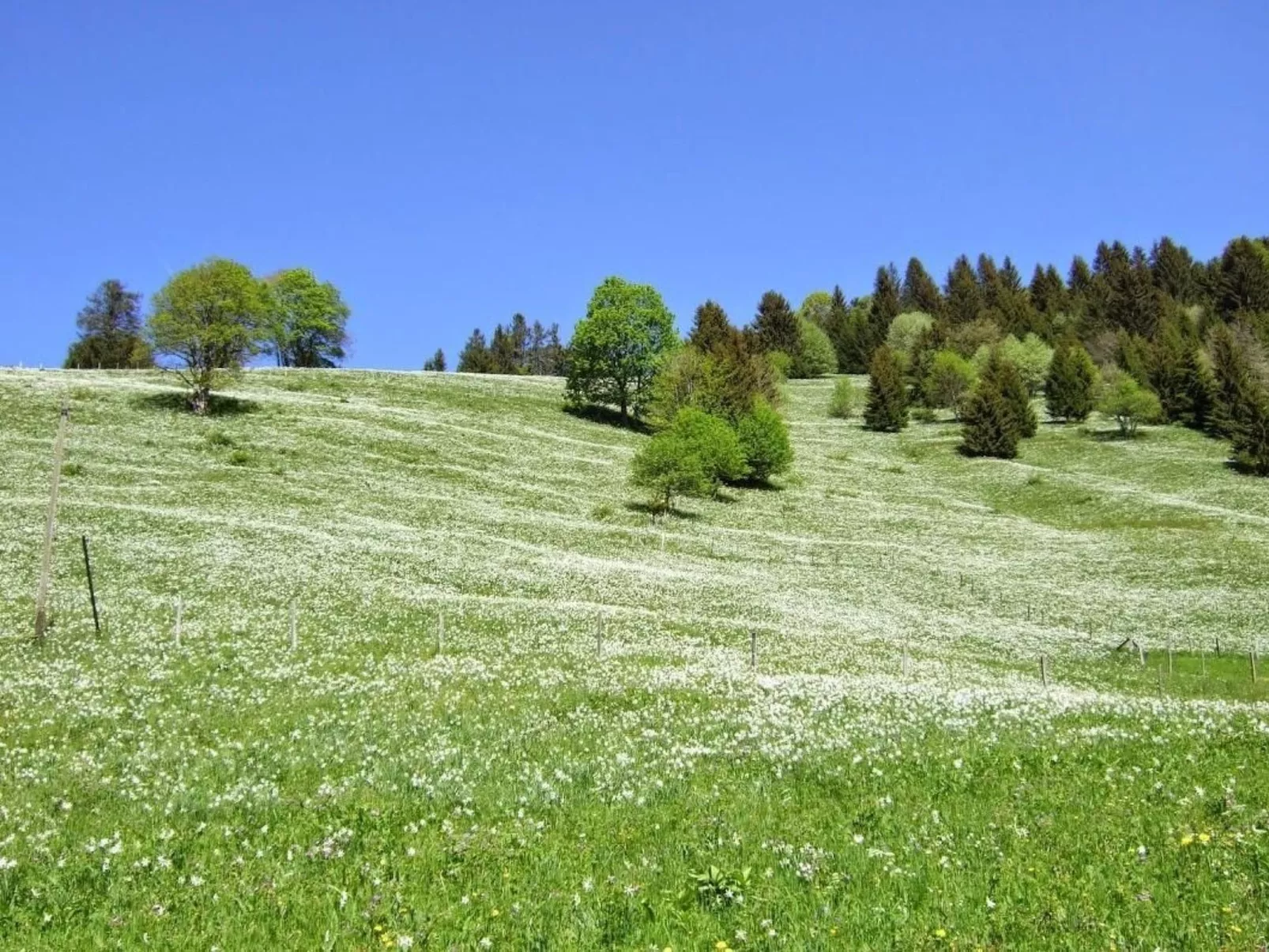 Les Narcisses,Blonay-Dehors