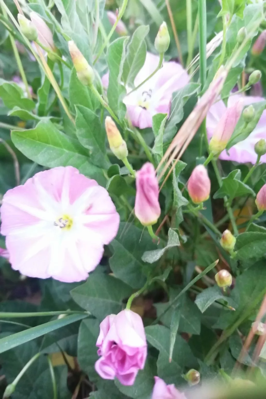 Landhaus Müritzliebe-Dedans