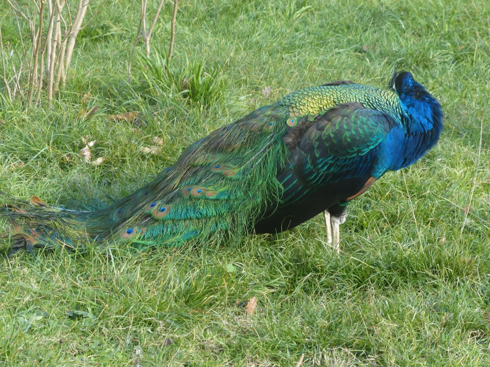 La Ferme des Paons-Dedans