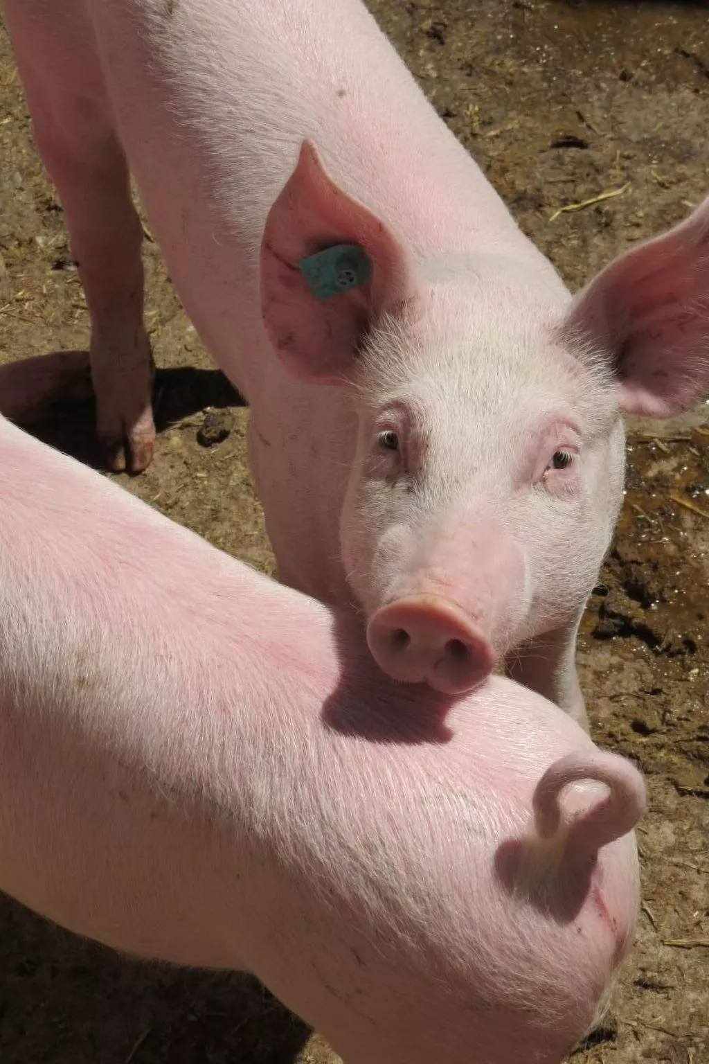 Burehof Waltrigen-Drinnen