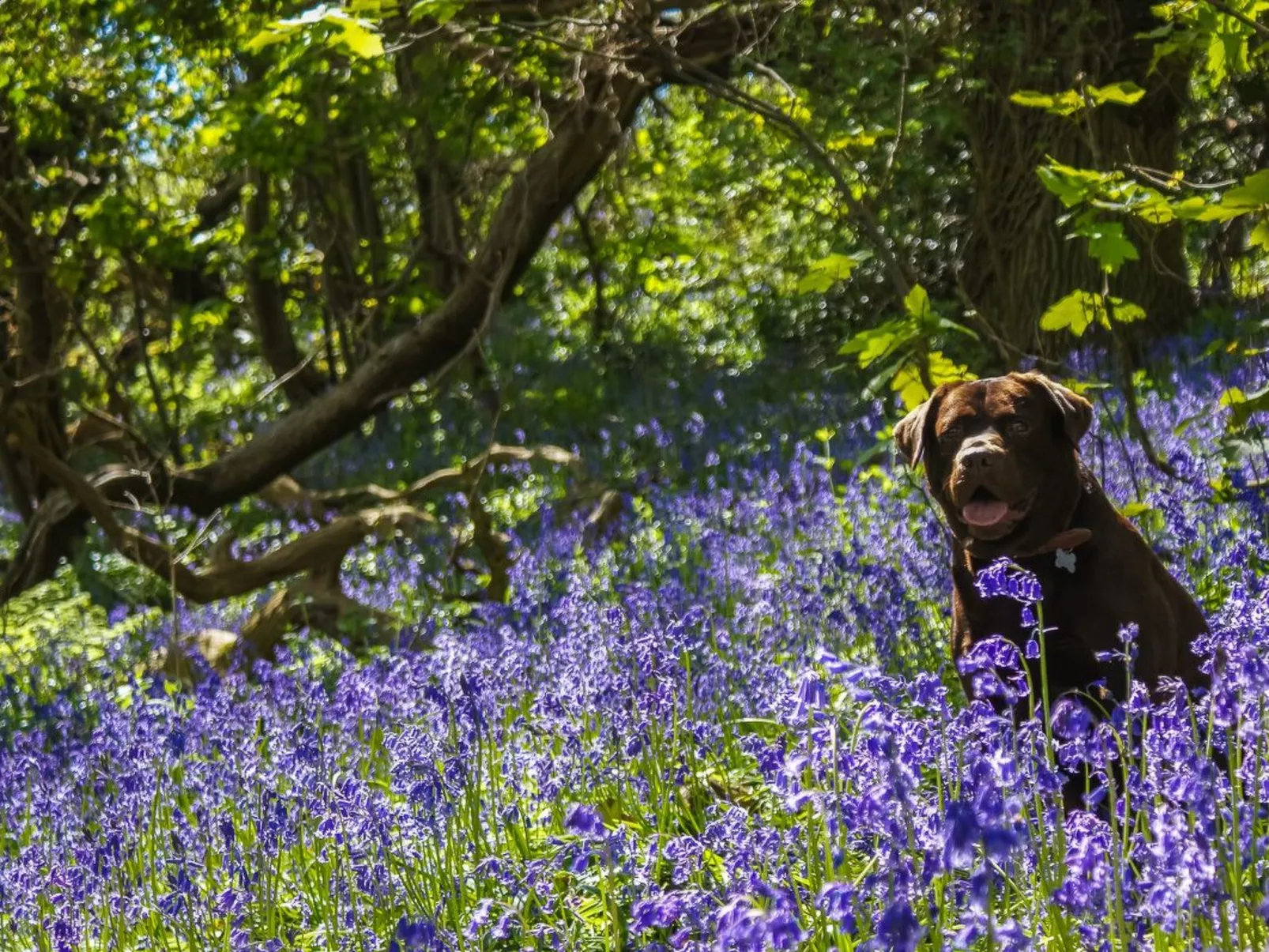 Anwesen mit Pool-Inside