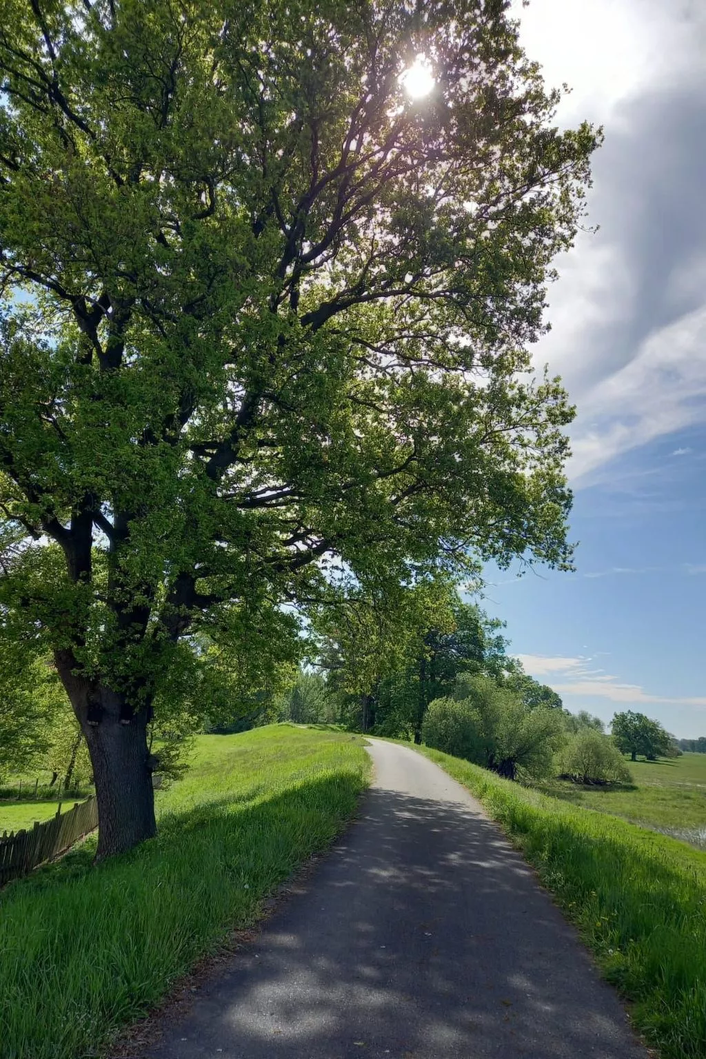 Haus Elbrose inmitten von Rosen mit Elbdeichzugang-Inside