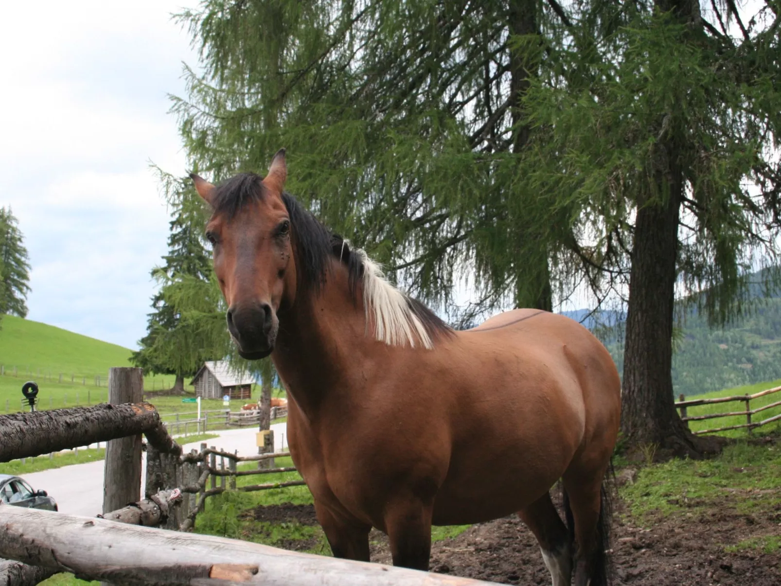 In Pruggern mit Terrasse und Garten-Dedans