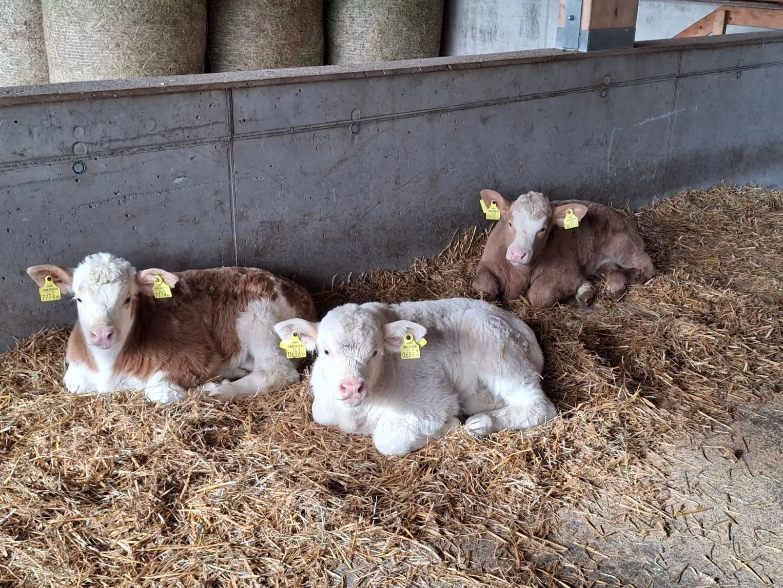 Waldpension Ranner-Draußen