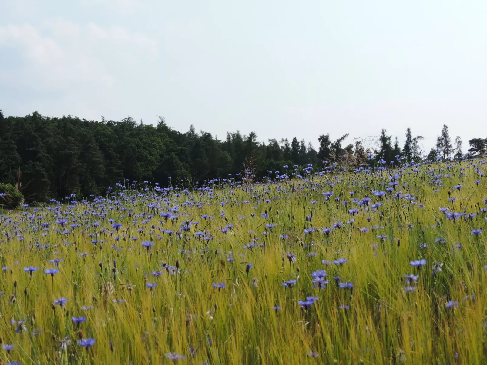 Ederseeblick in Bringhausen am Edersee-Inside