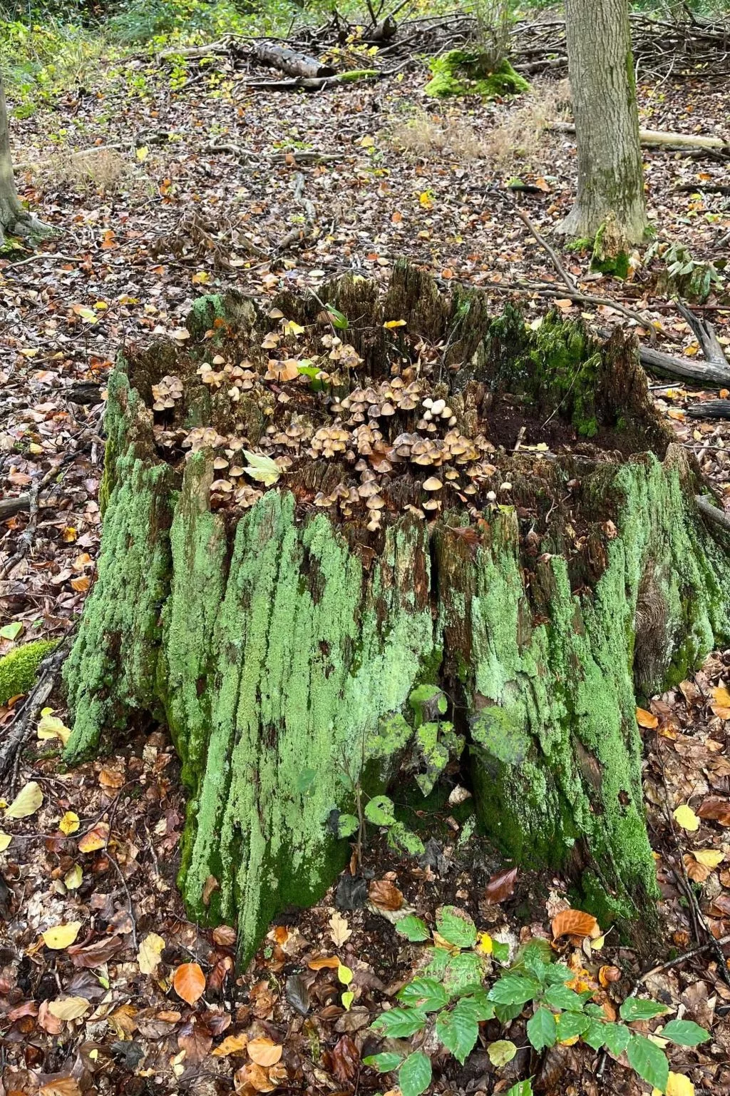 Landurlaub Mecklenburgische Seenplatte b. Waren Müritz-Inside