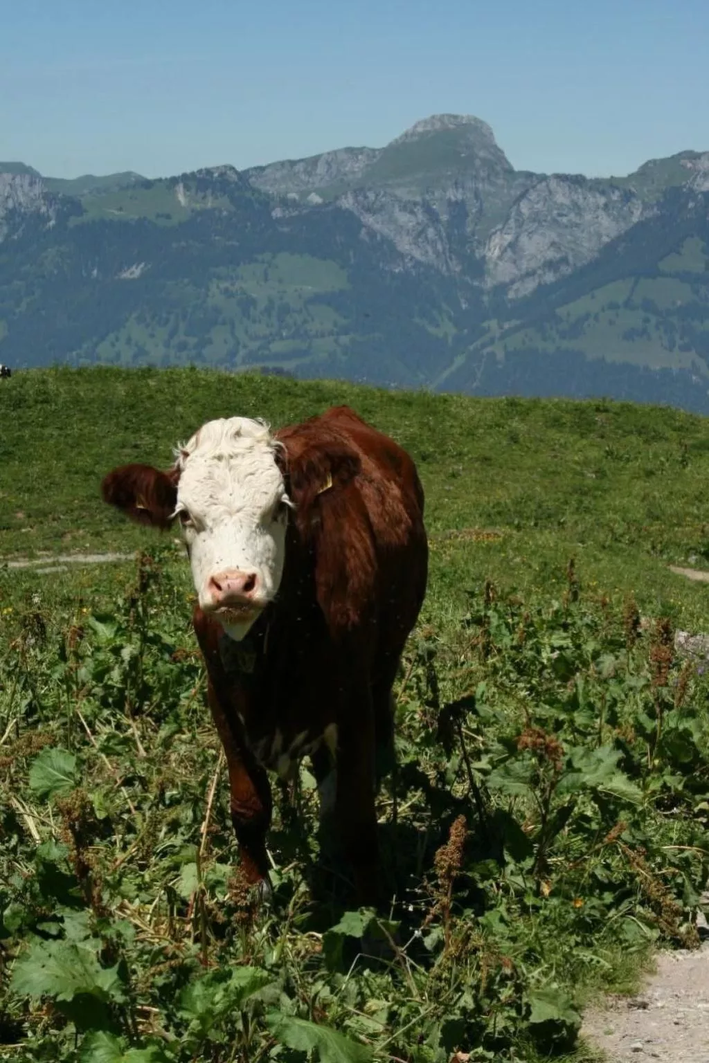 Fewo mit Herz-Image-tags.info