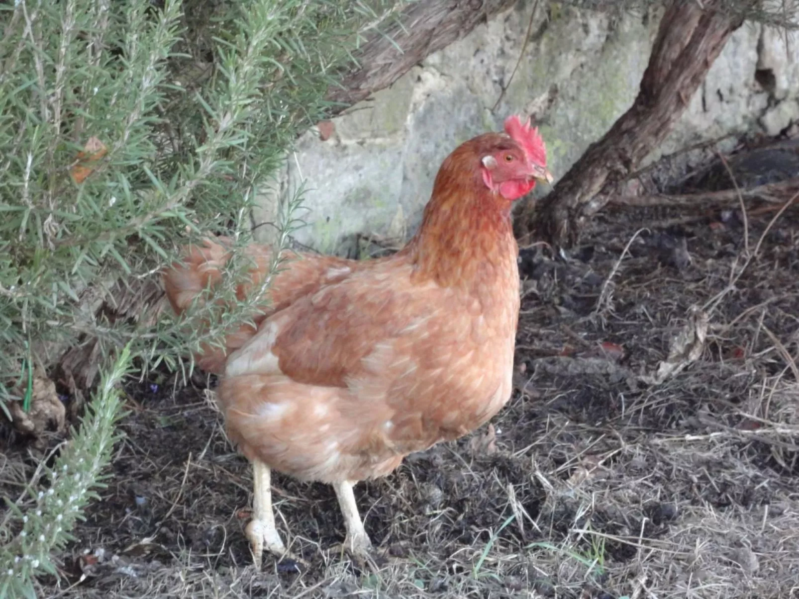 Drei-Zimmer-Wohnung in einem Bauernhaus im Zentrum der Toskana-Drinnen