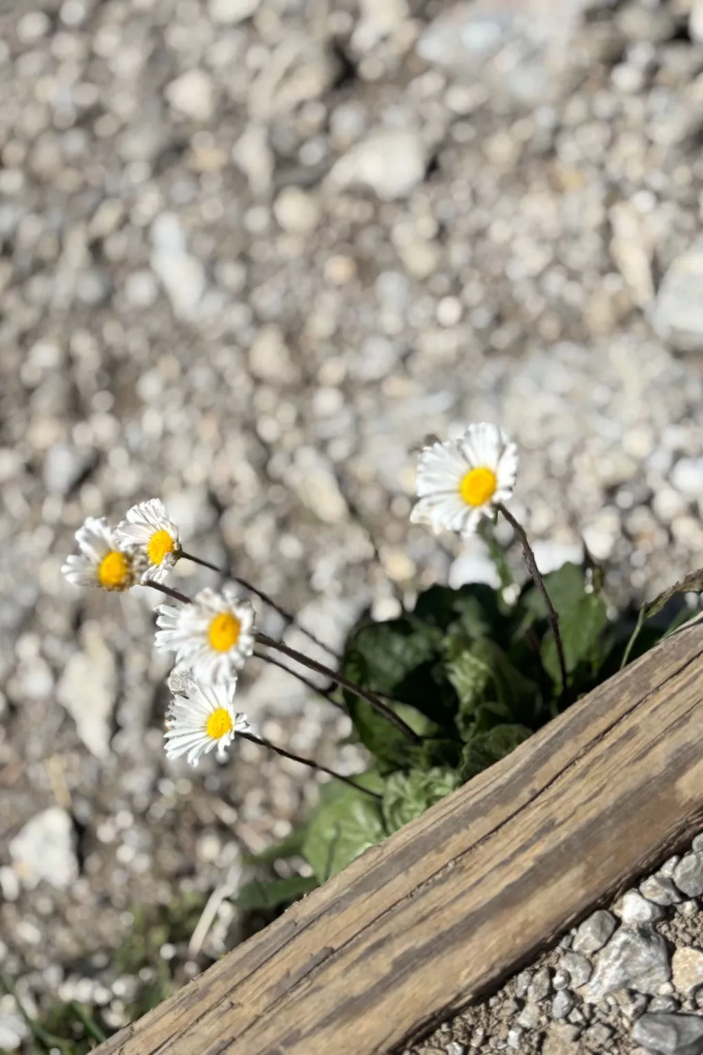 Haus Rosenwirth-Dedans