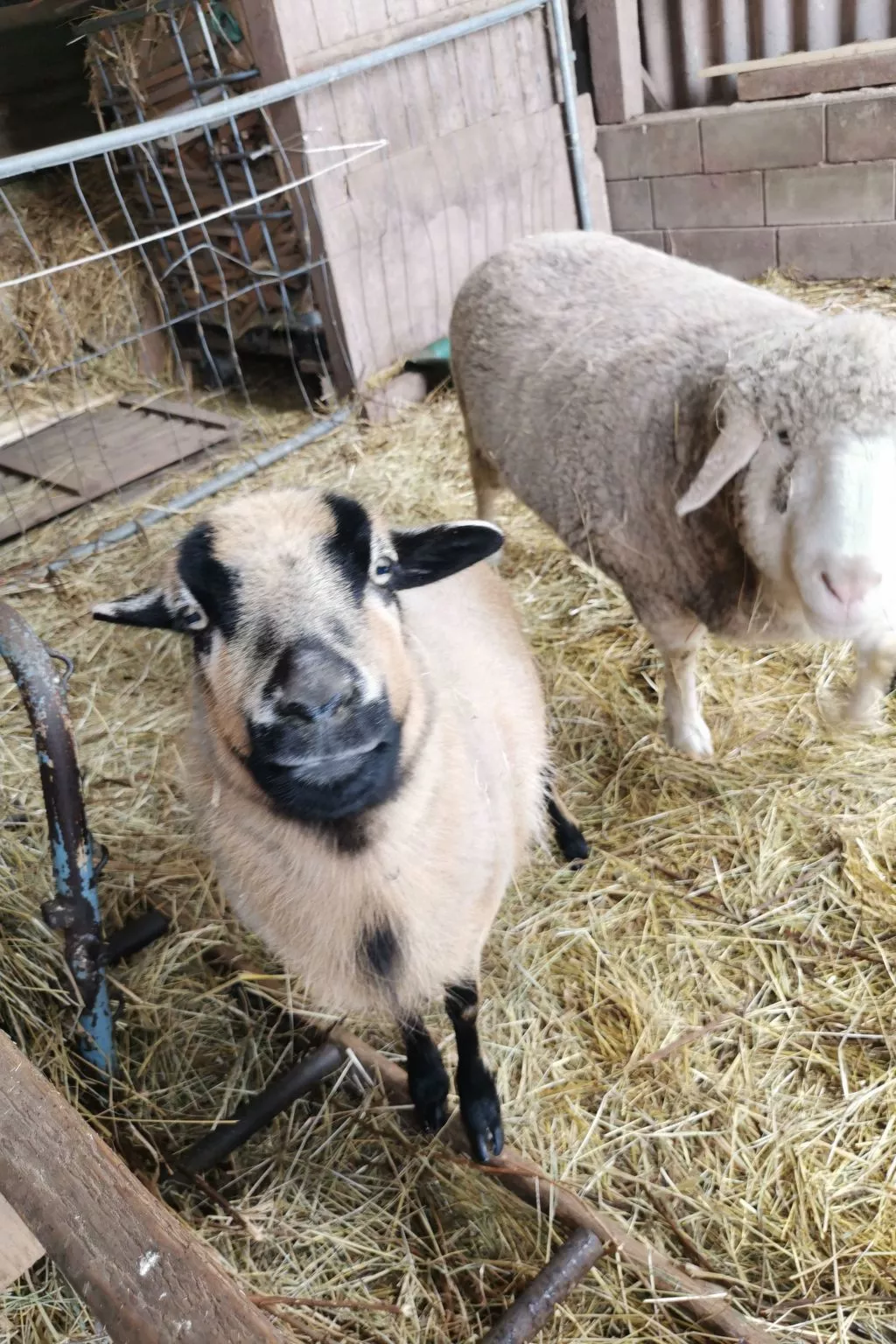 Scheunen Nest-Draußen