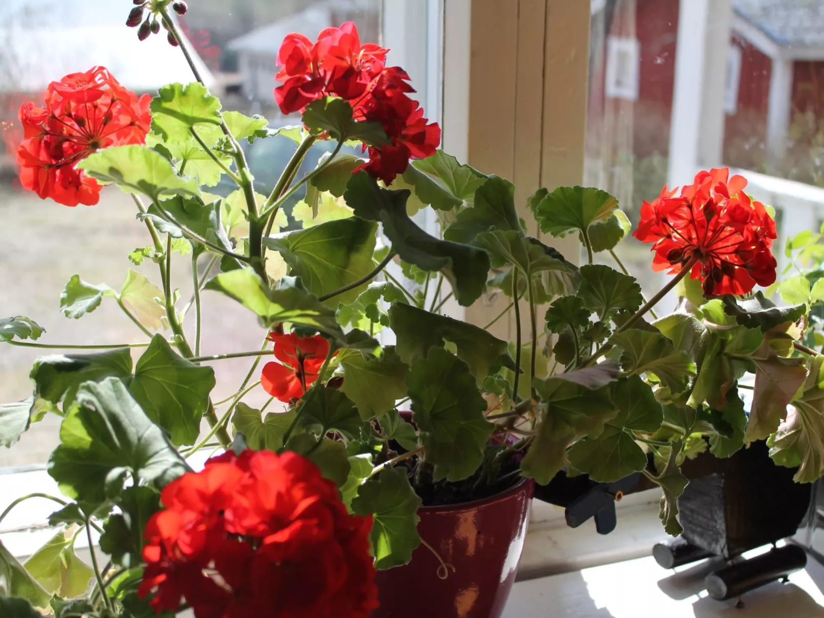 Anwesen mit eigenem Garten und Grill-Image-tags.info